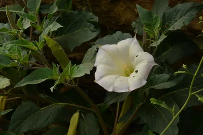 DSC_6327 (Large).JPG